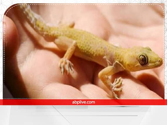 lizard-falling-meaning-on-body-parts-predictions-in-hindi-chipkali-ke