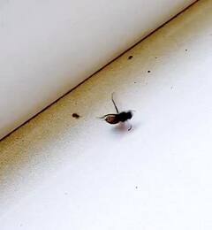 Video: ਮੌਤ ਨਾਲ ਜ਼ਿੰਦਗੀ ਦੀ ਜੰਗ ਲੜਦੀ ਹੋਈ ਨਜ਼ਰ ਆਈ ਮੱਖੀ, ਵੀਡੀਓ ਦੇਖ ਰਹਿ ਜਾਵੋਗੇ ਹੈਰਾਨ