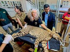 जानें क्यों खास है Kuno National Park, जहां पीएम मोदी मनाएंगे जन्मदिन? चीतों के लिए आखिर इसे ही क्यों चुना गया