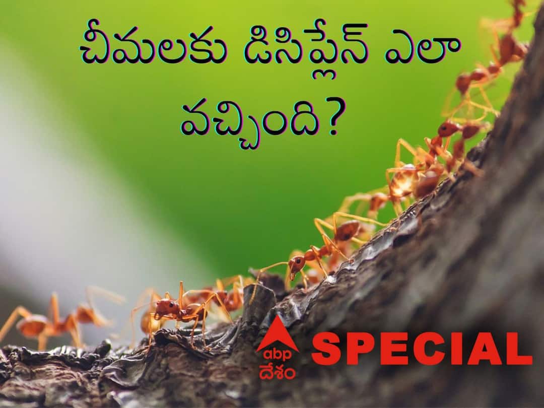 Ants Unity: చీమలు ఒకే లైన్లో ఎందుకు నడుస్తాయి? అవి అంత యునిటీగా ఉండటానికి రీజన్ ఏంటి? Why Do Ants Follow Each Other in a Line, Interesting Reasons Behind thier Unity Ants Unity: చీమలు ఒకే లైన్లో ఎందుకు నడుస్తాయి? అవి అంత యునిటీగా ఉండటానికి రీజన్ ఏంటి?