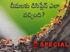 Ants Unity: చీమలు ఒకే లైన్‌లో ఎందుకు నడుస్తాయి? అవి అంత యునిటీగా ఉండటానికి రీజన్ ఏంటి?