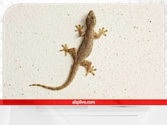 छिपकली अगर शरीर पर गिर जाए तो डरिए मत, ये भाग्य चमकने का संकेत भी हो सकता है