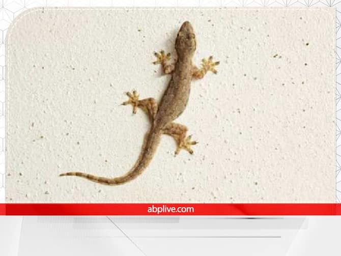Lizard Falling Meaning On Body Parts Predictions In Hindi Chipkali Ke Girne Ka Matlab | छिपकली अगर शरीर पर गिर जाए तो डरिए मत, ये भाग्य चमकने का संकेत भी हो सकता Lizard Falling Meaning On Body Parts Predictions In Hindi Chipkali Ke Girne Ka Matlab | छिपकली अगर शरीर पर गिर जाए तो डरिए मत, ये भाग्य चमकने का संकेत भी हो सकता