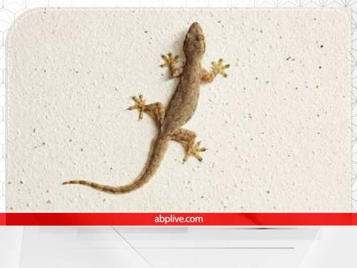 शकुन शास्त्र मुताबिक छिपकली का शरीर पर गिरना धनलाभ और सम्‍मान प्राप्ति के संकेत देता है. छिपकली अगर माथे पर गिर जाए तो ये संपत्ति मिलने का संकेत देता है.