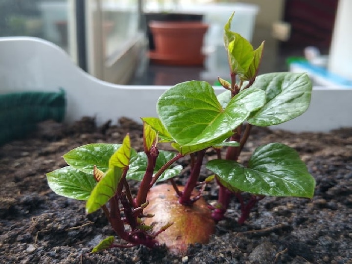 Home Gardening: घर बैठे मिलेगा ताजी-मीठी शकरकंदों का जायका, बगीचे या छत पर इसे उगाने का तरीका जानिए