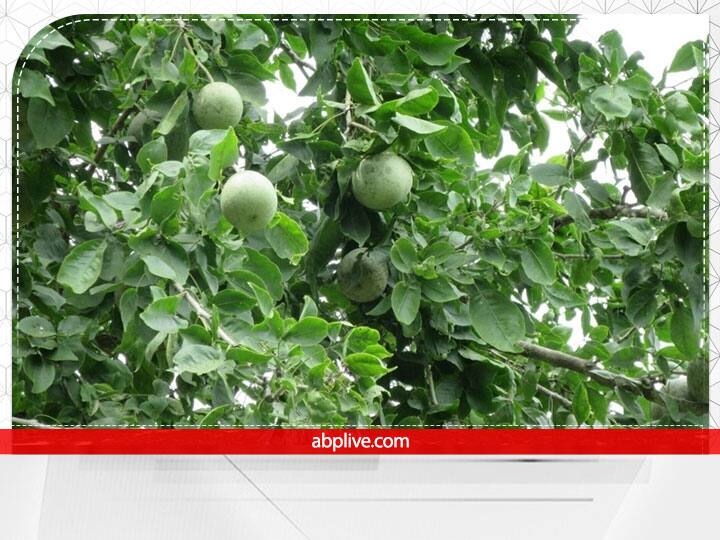 बिल्वपत्र- बिल्वपत्र का इस्तेमाल शिव पूजा में किया जाता है. माना जाता है  इस पेड़ में देवी लक्ष्मी और पत्तों में भगवान विष्णु का वास होता है. इसलिए पितृपक्ष में ये पौधा जरूर लगाना चाहिए. भगवान विष्णु की पूजा से पितृ भी प्रसन्न होते हैं.