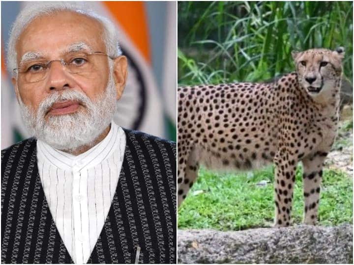 MP Cheetah: PM मोदी के जन्मदिन पर विदेश से एमपी आएंगे चीते, जिराफ और जेब्रा को भी लाने की तैयारी तेज MP Cheetah Madhya Pradesh government will bring cheetahs from Namibia on PM Modi birthday in Kuno National Park ann MP Cheetah: PM मोदी के जन्मदिन पर विदेश से एमपी आएंगे चीते, जिराफ और जेब्रा को भी लाने की तैयारी तेज