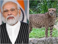 PM मोदी के जन्मदिन पर विदेश से एमपी आएंगे चीते, जिराफ और जेब्रा को भी लाने की तैयारी तेज
