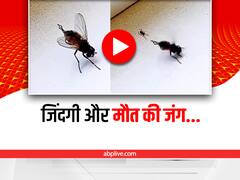 मौत से जिंदगी की जंग लड़ती दिखी मक्खी, दिल दहला देगा वीडियो