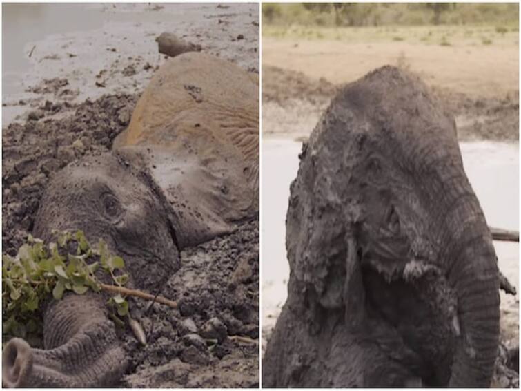 Elephants stuck in mud for two days get rescued in Kenya. Video is viral Watch video: சேற்றில் சிக்கிய யானைக்குட்டிகள் ! இரண்டு நாட்களுக்கு பிறகு மீட்பு ! ஹாப்பி எண்டிங் வீடியோ!