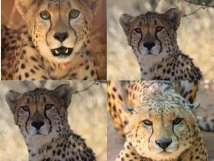 भारत में सालों के इंतजार के बाद अब 17 सितंबर को आठ चीते भारत लाए जा रहे हैं (Eight Cheetahs Being Brought to India). भारत लाने से पहले नामीबिया में सभी चीतों की मेडिकल पिछले महीने ही कर लिया गया था.