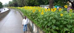 Pune News : दुभाजकांवरील सुर्यफुलांनी पुण्यातील रस्ता बहरला