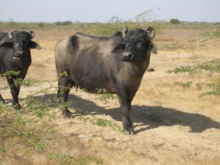 Dairy Farming: कच्छ रेगिस्तान की शान है बन्नी भैंस, जब प्रधानमंत्री ने गिनाई इसकी खूबियां तो दुनिया हैरान रह गई