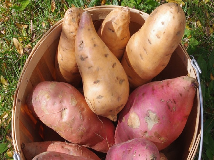 Home Gardening: घर बैठे मिलेगा ताजी-मीठी शकरकंदों का जायका, बगीचे या छत पर इसे उगाने का तरीका जानिए