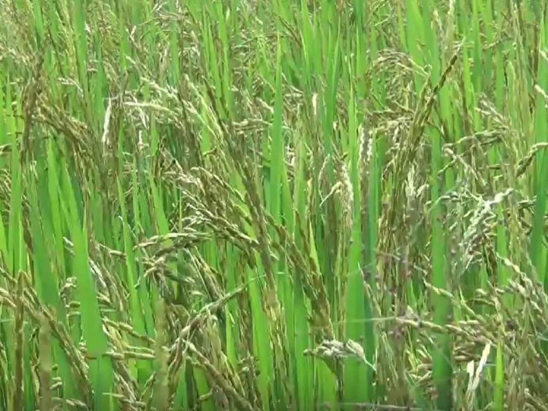 Damage to 183 hectares of rice cultivation in Sindhudurg district due to heavy rains Agriculture News : अतिवृष्टीमुळं तळकोकणात 183 हेक्टरवरील भात शेतीचं नुकसान, जिल्हा प्रशासनाचा राज्य सरकारला अहवाल
