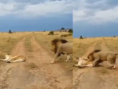 Lion Teases Sleeping Lioness video goes viral in twitter Watch Video: மகனே நீ என்னையா எழுப்புற? : ஆண் சிங்கத்தை அலறவிட்ட பெண் சிங்கம்.. வாவ் வீடியோ..