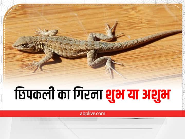 Lizard Falling Meaning In Hindi: शकुनशास्त्र में छिपकलियों से जुड़े कई शुभ-अशुभ संकेत बताए गए हैं. शरीर के अलग-अलग अंगों पर छिपकली के गिरने का अलग मतलब होता है. आइए जानते हैं इसके शुभ-अशुभ संकेत.