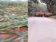 सरगुजा में हाथियों का आतंक जारी, फसल को पहुंचाया नुकसान, खेत देख रो पड़ा किसान
