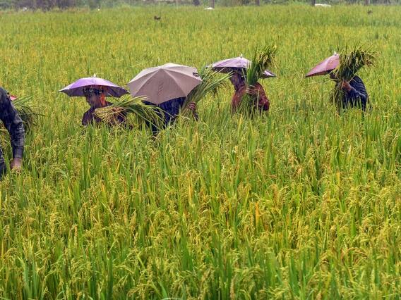 Chhattisgarh News: छत्तीसगढ़ में धान और मक्का किसानों के लिए बड़ी खबर, 31 अक्टूबर तक कर लें ये काम, वरना नहीं बेच पाएंगे फसल Chhattisgarh News: छत्तीसगढ़ में धान और मक्का किसानों के लिए बड़ी खबर, 31 अक्टूबर तक कर लें ये काम, वरना नहीं बेच पाएंगे फसल