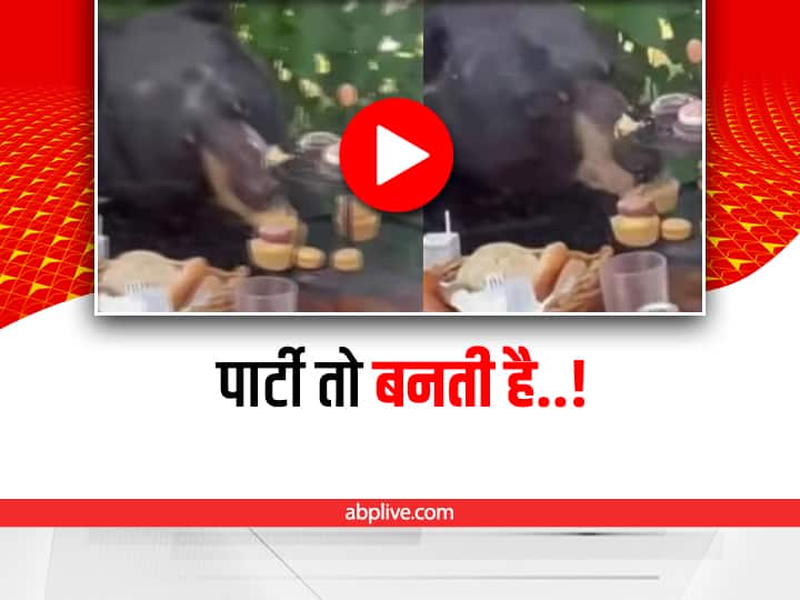 Black bear enter in birthday party in America and eats only cupcakes viral video on social media Viral Video: बच्चे की बर्थडे पार्टी में घुसा काला भालू, कपकेक खाकर जमकर उड़ाई दावत