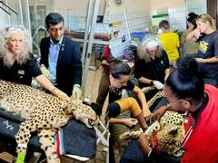 MP News: 17 सितंबर को कूनो नेशनल पार्क में चीतों के पिंजरे का लीवर घुमाएंगे PM मोदी, जानिए कैसी है तैयारियां