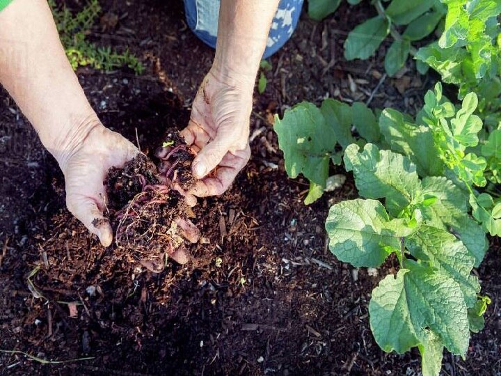 Bio Fertilizer: कंपोस्ट से भी महंगा बिकता है वर्मी कंपोस्ट यूनिट का कचरा, ये है फसल का ऑर्गेनिक टॉनिक 'वर्मी वाश