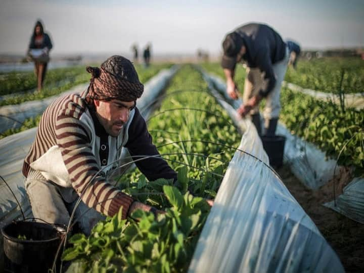 Low Tunnel Farming helps to Grow off-season vegetables in plastic tunnel in Low Cost Low Tunnel Farming: प्लास्टिक की सुरंग में उगायें बेमौसमी सब्जियां, खर्चा होगा आधा, कमाई होगी ज्यादा