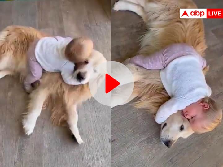 baby gives kiss, cuddle & hugs a golden retriever dog winning internet viral video on social media Viral Video: कुत्ते को गले लगाते बच्चे का क्यूट वीडियो हो रहा है वायरल, आपने देखा क्या?