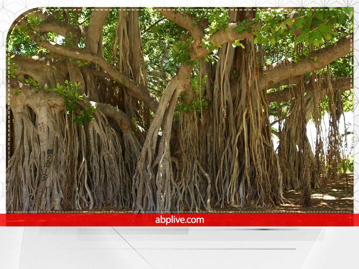 बरगद- शास्त्रों में बरगद को मोक्ष देने वाला पेड़ बताया गया है. मान्यता है कि बरगद के पेड़ को ही साक्षी मानकर माता सीता ने राजा दशरथ के लिए पिंडदान किया था. इस पेड़ जल चढ़ाने से पितर प्रसन्न होते हैं.  इस पेड़ को लगाना शुभ होता है.