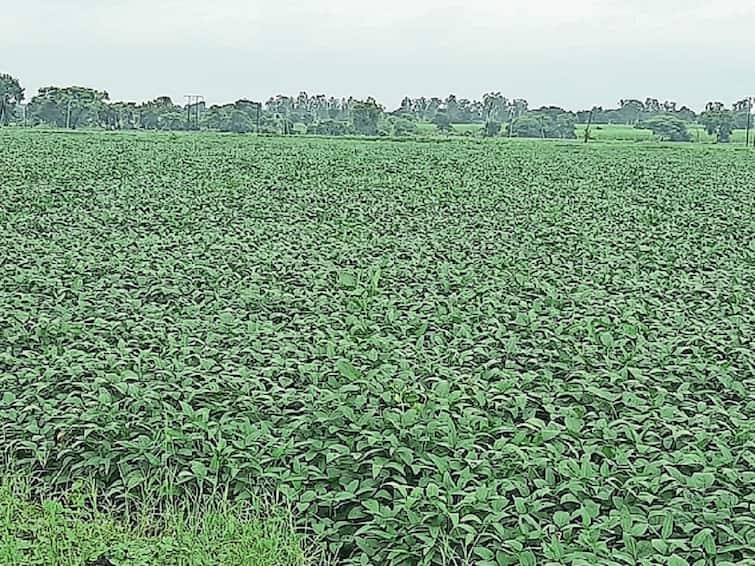 Nandurbar news rains in Nandurbar district agricultural crops benefit Agriculture News : 15 दिवसानंतर नंदूरबारमध्ये पावसाची हजेरी, पिकांना फायदा, अंतर मशागतीच्या कामांना वेग
