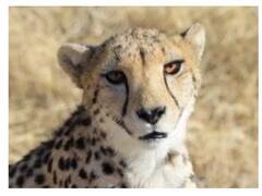 India Cheetah Project: नामीबिया से जल्द भारत पहुंचेंगे 8 चीते, PM मोदी के जन्मदिन पर देश को मिलेगा तोहफा, देखें तस्वीरें