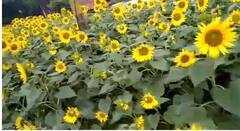 Pune News : दुभाजकांवरील सुर्यफुलांनी पुण्यातील रस्ता बहरला