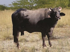 कच्छ रेगिस्तान की शान है बन्नी भैंस, जब प्रधानमंत्री ने गिनाई इसकी खूबियां तो दुनिया हैरान रह गई