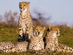 चीतों के देखभाल के लिए इंडियन ऑयल कंपनी देगी 50 करोड़, 9 करोड़ की पहली किस्त जारी