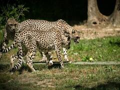 India Cheetah Project: નામીબિયાથી આવનારા 8 ચિત્તા PM મોદીના જન્મદિવસ પર જંગલમાં છોડાશે, જુઓ ફોટો