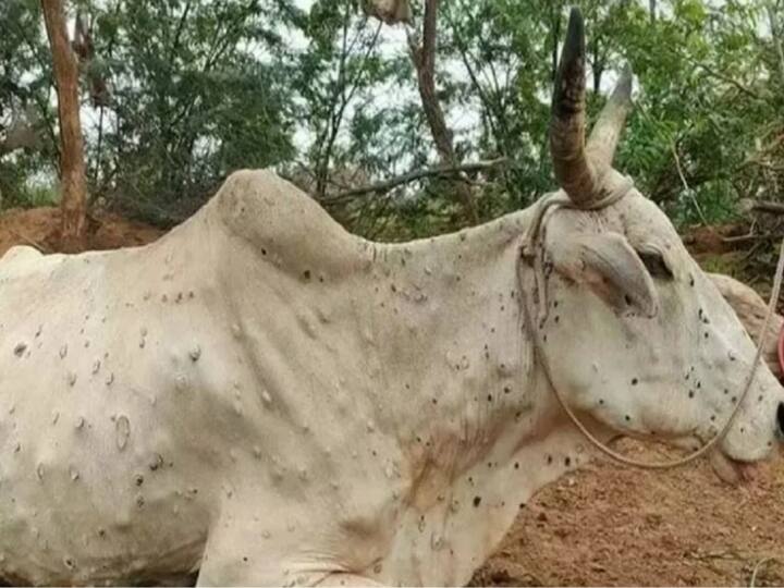 Delhi Know what experts say about the use of milk from lumpy virus infected animals Lumpy Virus: लंपी संक्रमित पशुओं के दूध के इस्तेमाल को लेकर है डर? जानिए क्या कहते हैं एक्सपर्ट