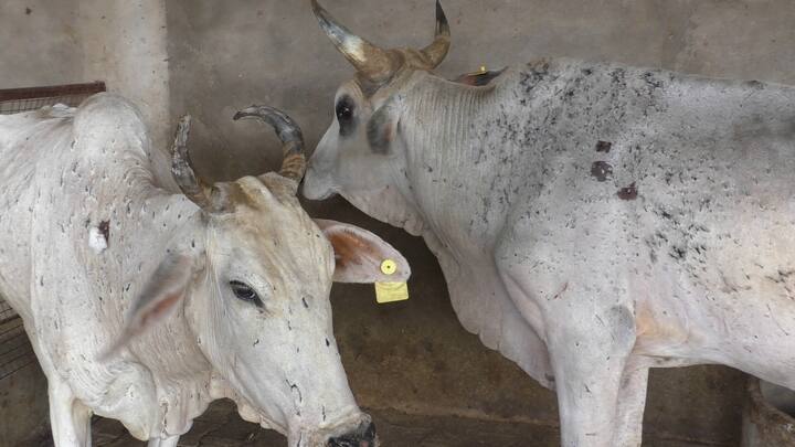 भरतपुर संभाग के करौली और धौलपुर में भी लंपी वायरस बढ़ रहा है. करौली में अब तक 3023 गौवंश लंपी वायरस से संक्रमित मिला है, जिनमें से 1045 गउवांह इलाज से सही हो गया है तो वहीं 53 गौवंश की मौत हुई है. इसी तरह धौलपुर जिले में अब तक 1286 गौवंश लंपी से संक्रमित मिला है, जिनमें से 73 गौवंश इलाज से सही हुए है और अगर बात करे लंपी से मरने वाले गौवंश की तो धौलपुर में अब तक 17 गौवंश की मौत हुई है. संभाग में लंपी के कहर को देखते हुए पशुपालन विभाग रात दिन मेहनत कर रहा है. राज्य में फैलते लंपी स्किन डिजीज संक्रमण को मद्देनजर रखते हुए जिला प्रशासन एवं जिला पशुपालन विभाग द्वारा गौवंश पर निरंतर निगरानी रखी जा रही है.