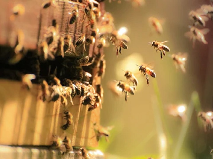 Honey Farming: आम मधुमक्खियों के मुकाबले 3 गुना ज्यादा शहद देती है 'इटैलियन बी', खूबियां जानकर शुरू कर देंगे शहद की खेती