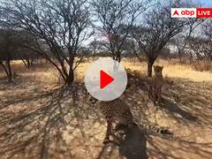 मध्य प्रदेश: कूनो नेशनल पार्क में कल आएंगे आठ चीते, आस पास की जमीन की कीमतों में इजाफा