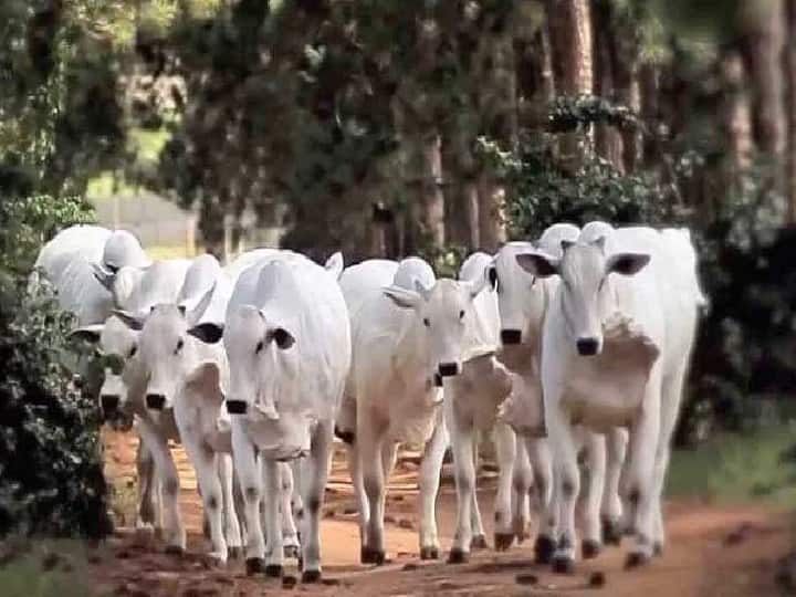 Gaushala cow farm must equipped with these facilities for good care of cow & Milk production Gaushala Management: गौशाला में कैसे होती है गाय की देखभाल, किन-किन सुविधाओं से लैस होनी चाहिये एक आदर्श गौशाला