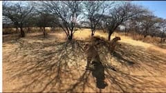 EXCLUSIVE VIDEO of Cheetahs ahead of their arrival | ABP News