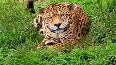 Cheetah Update: Flight to land in Gwalior now | ABP News