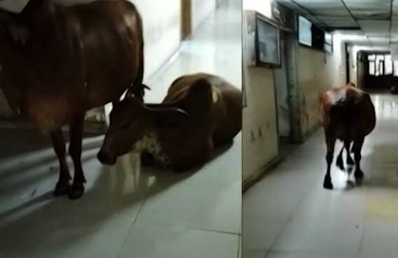 Bhavnagar: આ જુઓ સરકારી કચેરીમાં રખડતા ઢોર મારી રહ્યા છે લટાર, જુઓ આ વીડિયો