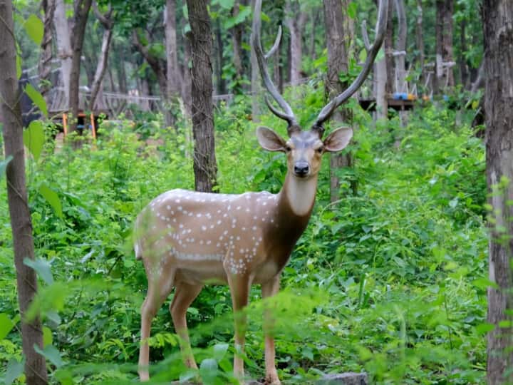 'वानिल इको डेन' (Vanil Eco Den) में अन्य सुविधाएं: यहां बैठने और लोगों से मिलने के लिए एक हॉल की व्यवस्था है. Photo Credit- Gujarat Tourism
