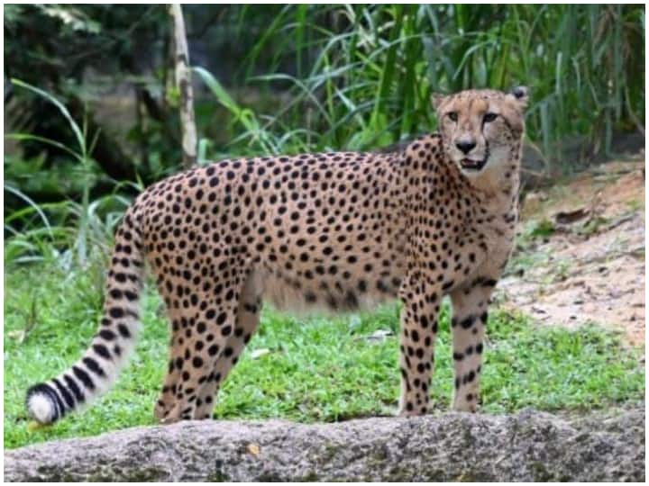 Pm narendra modi birthday Why two hundred cheetals become poor with the gift of African cheetahs india madhya pradesh Kuno National Park मोदी जन्मदिन: अफ्रीकी चीतों के तोहफ़े से आख़िर क्यों बेचारे बन गए दो सौ चीतल?