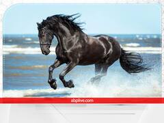 Swapna Shastra: सपने में दिखे घोड़ा तो जल्द मिल सकती है सफलता, स्वप्नशास्त्र से जानें मतलब