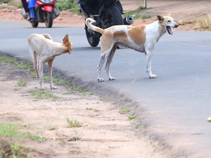 Delhi NCR Stray Dogs Terror Large Numbers of People Taking Anti Rabies Vaccine in Govt Hospital What To Do After Dog Bite दिल्ली-NCR में आवारा कुत्तों का खौफ, इंजेक्शन लगवाने के आंकड़े चौंकाने वाले, जानिए अगर कुत्ता काटे तो क्या करें उपाय