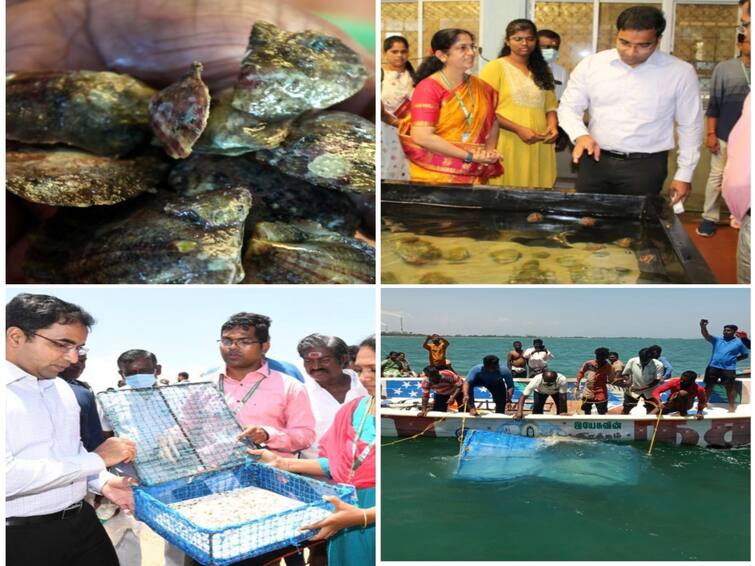 Thoothukudi: Central Marine Fisheries Research Center in an effort to restore the pearl stock TNN முத்து வளத்தை மீட்டெடுக்கும் முயற்சியில் மத்திய கடல்மீன் வளஆராய்ச்சி நிலையம்