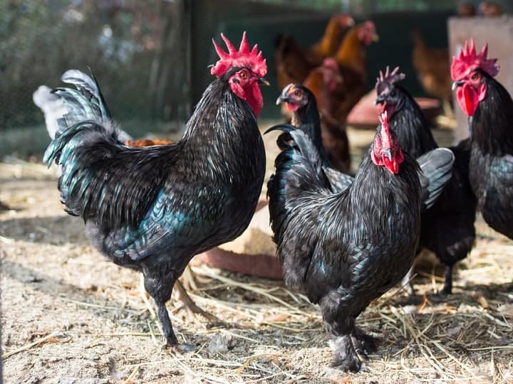 Poultry Farming with Top Desi varieties of chickens Poultry Farming: पोल्ट्री फार्मिंग में चार चांद लगाएंगी मुर्गियों की ये देसी किस्में, देती हैं 200 से ज्यादा अंडे