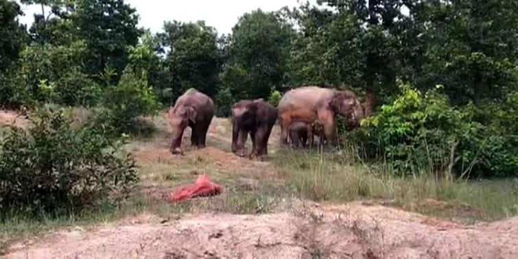 Responsibility of maintenance of elephant to trust Bring forth the reality court orders High Court : ट्रस्टकडे हत्तीच्या देखभालीची जबाबदारी; वास्तविकता पुढे आणा, न्यायालयाचे निदेंश